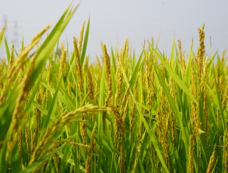 稳生产 保供应 | 437ccm·必赢国际机械化制种取得良好成效