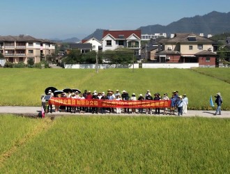 以“丰”景见证“优”质力量 | 浙杭优系列籼粳杂交稻现场观摩会点亮农户增收路
